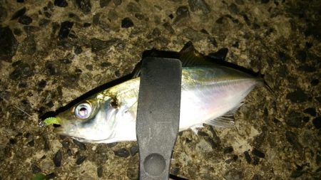 昨日とは違い数が減った